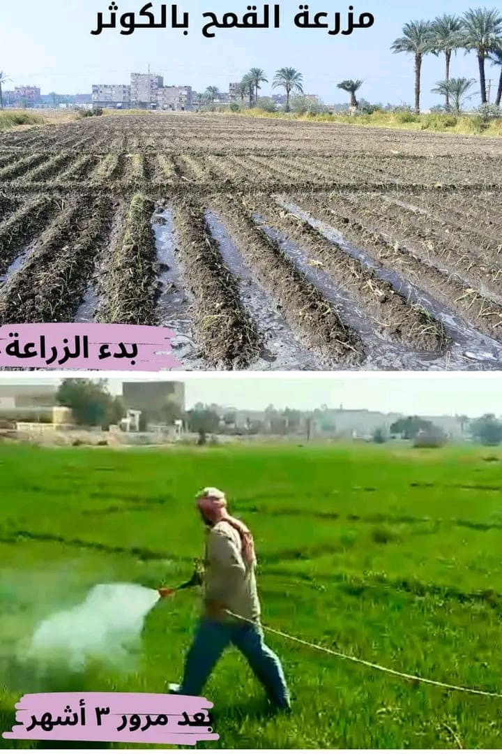 طفرة إنتاجية بمزارع جامعة سوهاج.. 53 فدان قمح وشعير بالموسم الشتوى 11 1736584019963 وكيلة التعليم ببني سويف طفرة إنتاجية بمزارع جامعة سوهاج.. 53 فدان قمح وشعير بالموسم الشتوى موقع في الجامعة