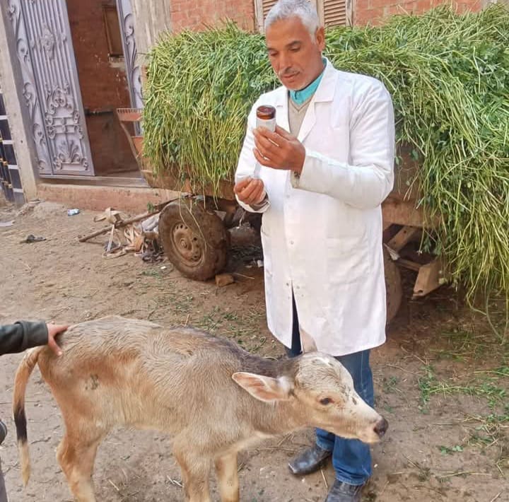 طب بيطري الزقازيق تُطلق قافلة مجانية لعلاج أكثر من 3000 حالة بقرية شنمبارة الميمونة 1 FB IMG 1741625226697 طب بيطري الزقازيق تُطلق قافلة مجانية لعلاج أكثر من 3000 حالة بقرية شنمبارة الميمونة موقع في الجامعة