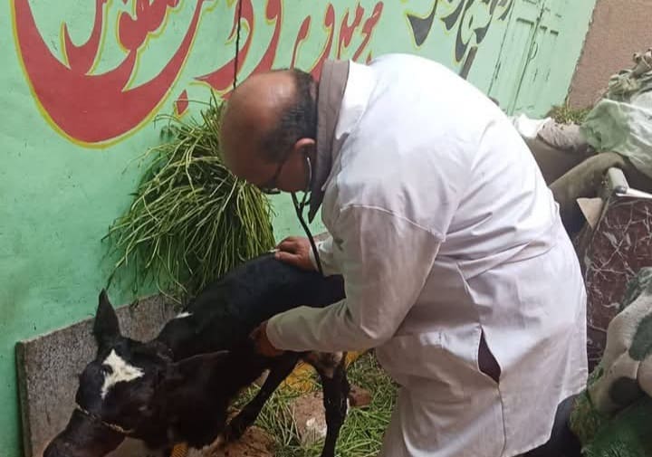 جامعة الزقازيق تطلق قافلة بيطرية مجانية لإنقاذ الثروة الحيوانية بقرية غزالة الخيس 5 FB IMG 1742249140996 جامعة الزقازيق تطلق قافلة بيطرية مجانية لإنقاذ الثروة الحيوانية بقرية غزالة الخيس موقع في الجامعة