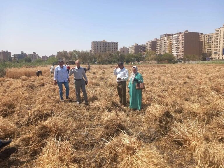 افتتاح موسم حصاد القمح في مزرعة مدرسة الفيوم الثانوية الزراعية العسكري 13 1745227721803 الثانوية افتتاح موسم حصاد القمح في مزرعة مدرسة الفيوم الثانوية الزراعية العسكري موقع في الجامعة