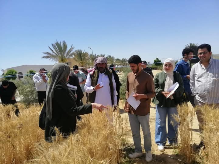 طلاب جامعة الملك سلمان يشاركون في تطبيقات مبتكرة لزراعة القمح في التربة الملحية 6 طلاب جامعة الملك سلمان