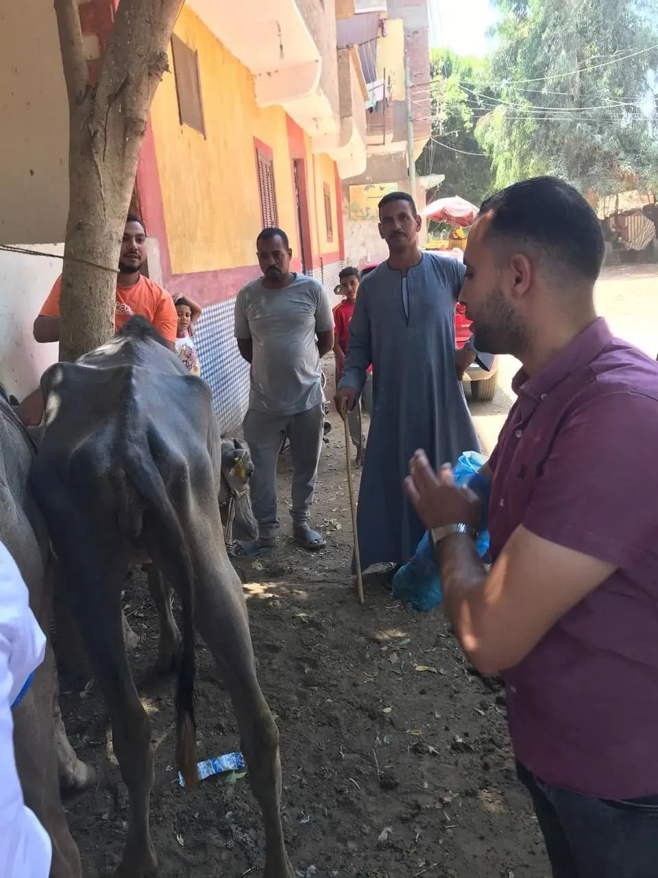 ضمن حياة كريمة.. طب بيطري جامعة سوهاج” تطلق قافلة بقرية تونس 1 1750500688750 طب ضمن حياة كريمة.. طب بيطري جامعة سوهاج” تطلق قافلة بقرية تونس موقع في الجامعة